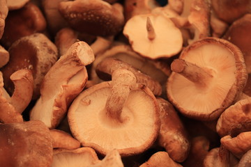 pile of fresh mushrooms