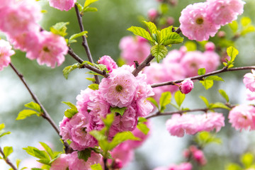 Fototapeta premium Beautiful Sakura flowers (Japanese cherry)