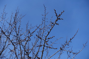 Flower buds on branches of apricot against blue sky in March