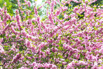 Obraz premium Beautiful Sakura flowers (Japanese cherry)