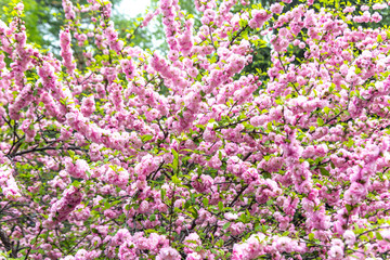 Beautiful Sakura flowers (Japanese cherry)