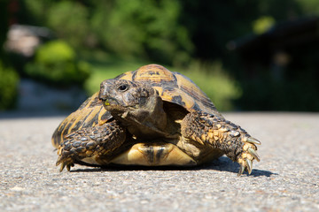 Turtle