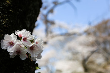 Young shoot sakura very beautiful in Japan