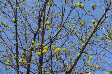 Branches of blossoming maple against blue sky in spring