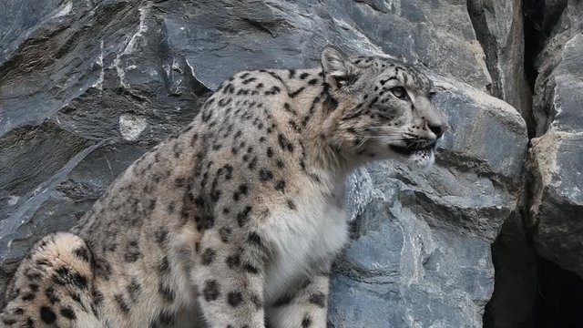 Snow leopard / ounce (Panthera uncia / Uncia uncia) resting on rock ledge in cliff face and yawning