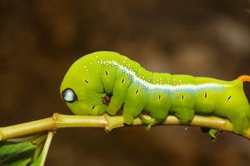 Close up green worm or Daphnis neri worm on the stick tree in nature and enviroment
