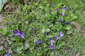 Obraz na płótnie Canvas Dog violets with purple flowers in March