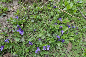 Top view of dog violets with purple flowers in March