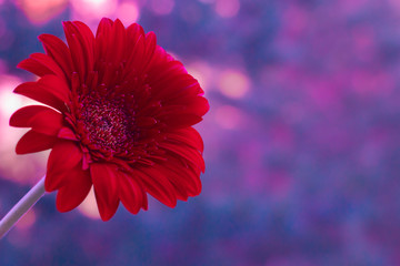 Gerbera red on a blurry pink, blue, purple background. Photo of a flower with place for text.