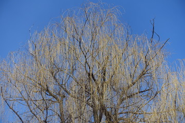 Fototapeta na wymiar Crown of weeping willow against blue sky in early spring