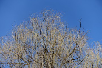 Weeping willow against blue sky in early spring