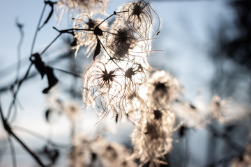 Nature background trees and dried flowers