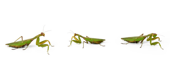 three green mantis on a white background, insect in different poses