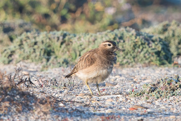 Eurasian Dotterel winter plumage in Gabo de Gata Spain.