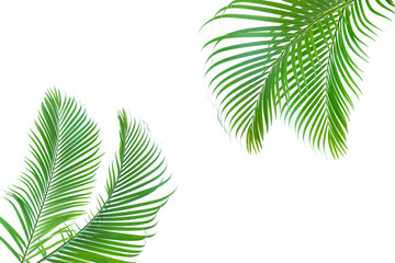 Concept texture leaves abstract green nature background tropical leaves coconut isolated on white...