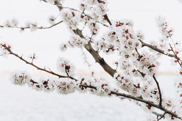 Beautiful peach flowers close up - as background