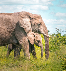Female Elephant with Baby Elephant in South Africa's wilderness, Kruger National Park