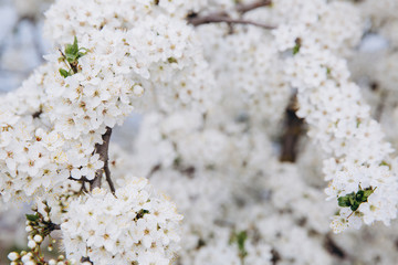 Spring seasonal background with white flowers, natural easter floral image with copy space