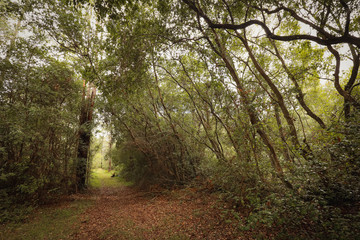 Naklejka premium Dirt track through rugged gum tree forest in New South Wales, Australia