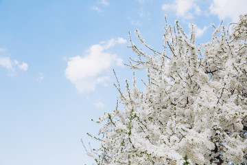 Beautiful white blossom in spring time over blue sky with copy space