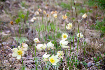 Snowdrop in the forest, Chelyabinsk region, Russia