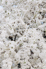 Spring seasonal background with white flowers, natural easter floral image with copy space