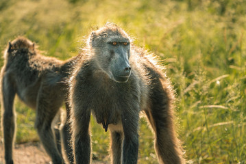 Impressive baboon with beautiful natural lighting in Kruger National Park