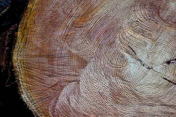 A sawn-off tree. The texture of the wood. Cross section of spruce and larch lumber. Close-up. Background texture - obrazy, fototapety, plakaty