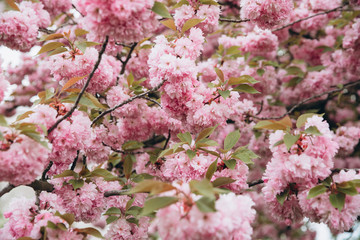 Pink sakura flower bloom in spring season. Vintage sweet cherry blossom soft tone texture background.