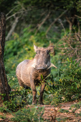 Warthog in Kruger National Park South africa with green background