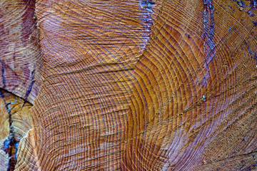 A sawn-off tree. The texture of the wood. Cross section of spruce and larch lumber. Close-up. Background texture - obrazy, fototapety, plakaty