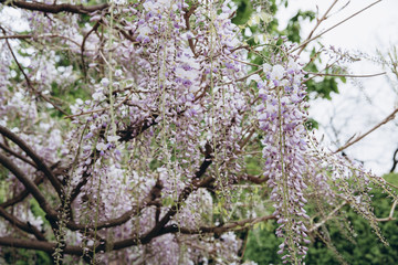 The tree of acacia featuring flowers white. The botanical family of acacia is fabaceae trees.