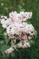Lilac blossom in spring scene. Blooming flowers.