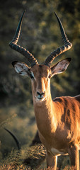 Impala looks into the camera in Africa's wilderness. Kruger National Park © Christian