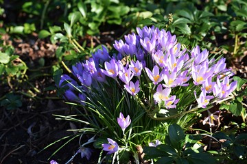 Beautiful crocus spring flowers on green grass, in the park. Crocus is a genus of flowering plants...