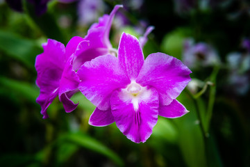 purple orchid flower in the garden