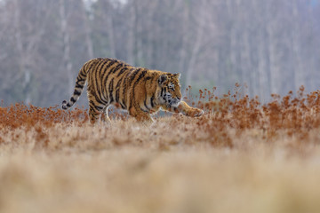 Siberian Tiger running. Beautiful, dynamic and powerful photo of this majestic animal. Set in environment typical for this amazing animal. Birches and meadows