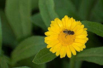 Honey bee on yellow flower.