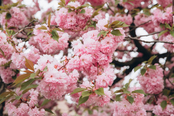 Pink sakura flower bloom in spring season. Vintage sweet cherry blossom soft tone texture background.