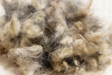 macro hair, multi-colored hair. Background. Isolated