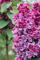 Lilac blossom in spring scene. Blooming flowers.