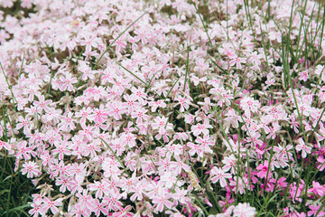 Colorful small pink flowers or pink moss on the ground look like the natural carpet