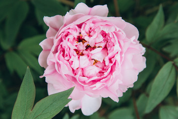 Beautuful spring pink peonies in the garden