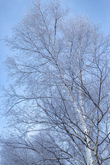 美しい美瑛の樹氷　北海道