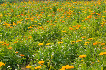 Yellow and orange pot marigold flower garden.
