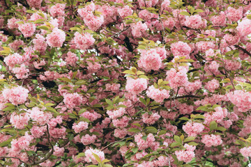 Spring Cherry blossoms in full bloom. Title header dimension image.