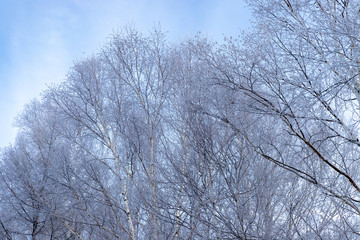 美しい美瑛の樹氷　北海道