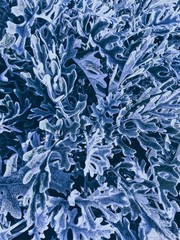 Abstract blue background. Texture of plant in hoarfrost