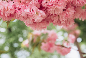 Abstract floral backdrop of pink flowers over pastel colors with soft style for spring or summer time. Banner background with copy space.