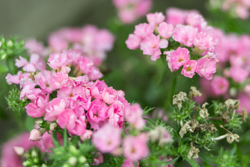 Tiny pink delicate flowers Phlox is blooming in the garden. Blurred macro. Summer or spring concept.